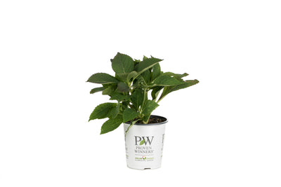 Proven Winners® Shrub Plants|Serrata - Tiny Tuff Stuff Mountain Hydrangea 5