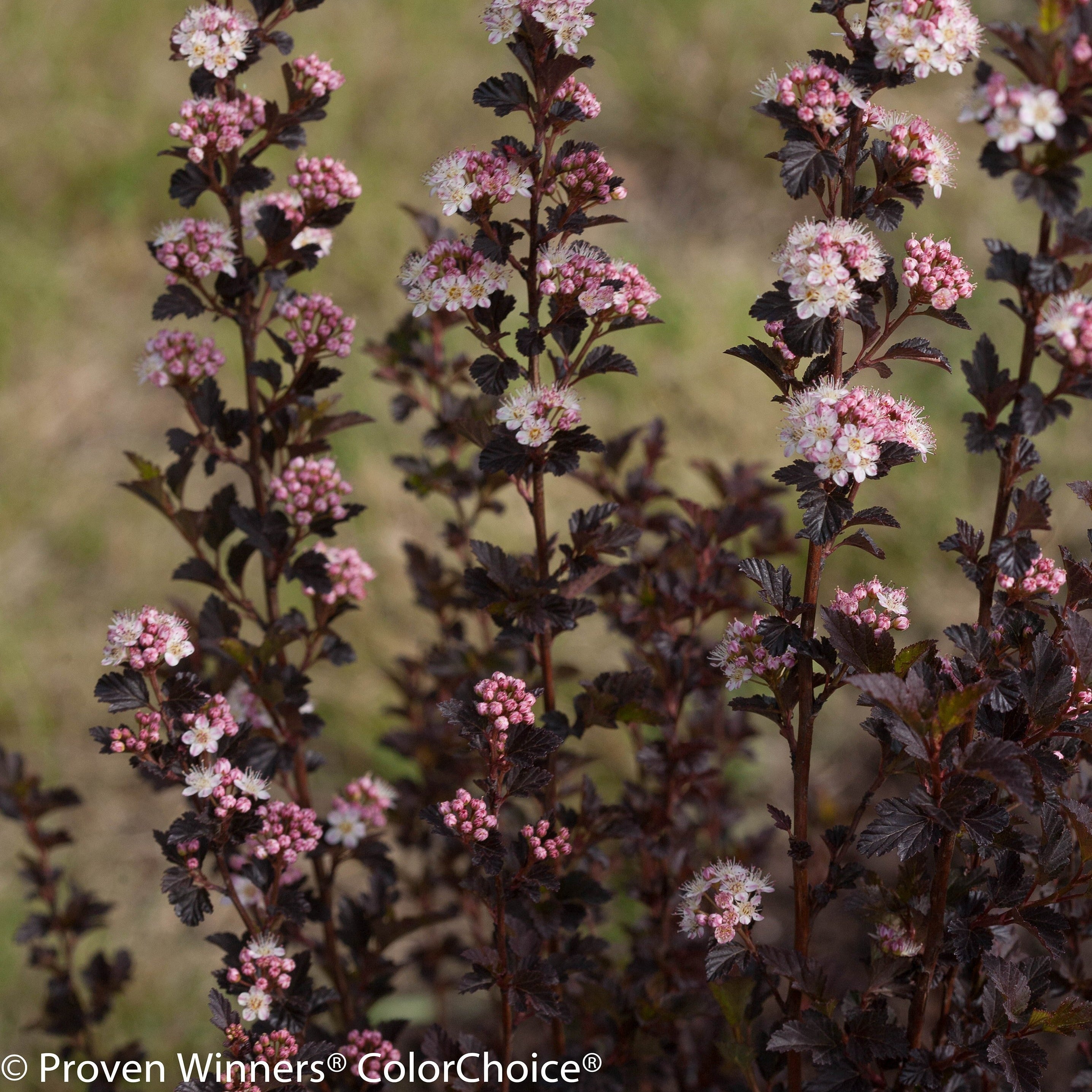 Ninebark Shrubs | Tiny Wine | Proven Winners Direct – Proven Winners ...