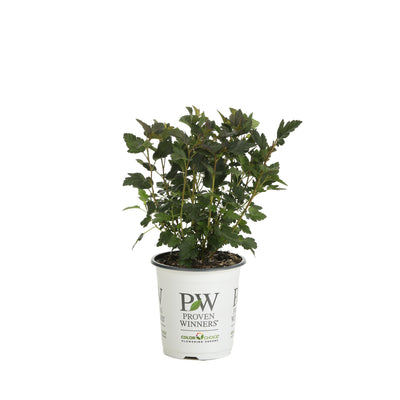 Proven Winners® Shrub Plants|Physocarpus - Tiny Wine Ninebark 4