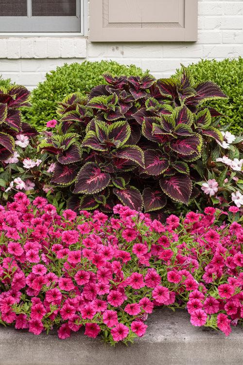 Proven Winners® Annual Plants|Solenostemon - ColorBlaze Torchlight Coleus 2