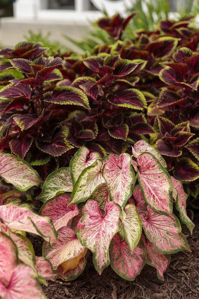 Proven Winners® Annual Plants|Solenostemon - ColorBlaze Torchlight Coleus 4