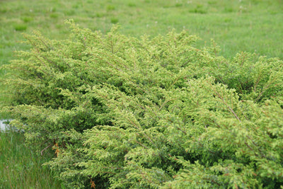 Proven Winners® Shrub Plants| Juniperus - Tortuga 3