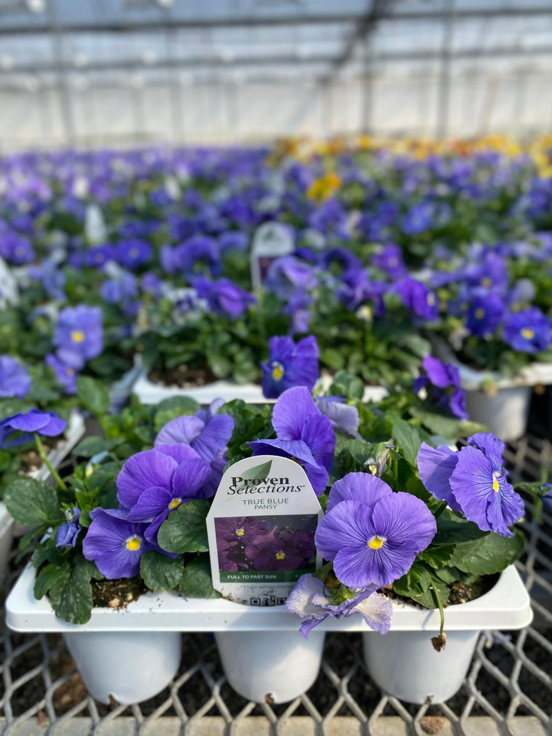 Proven Selections® True Blue Pansy (Viola)