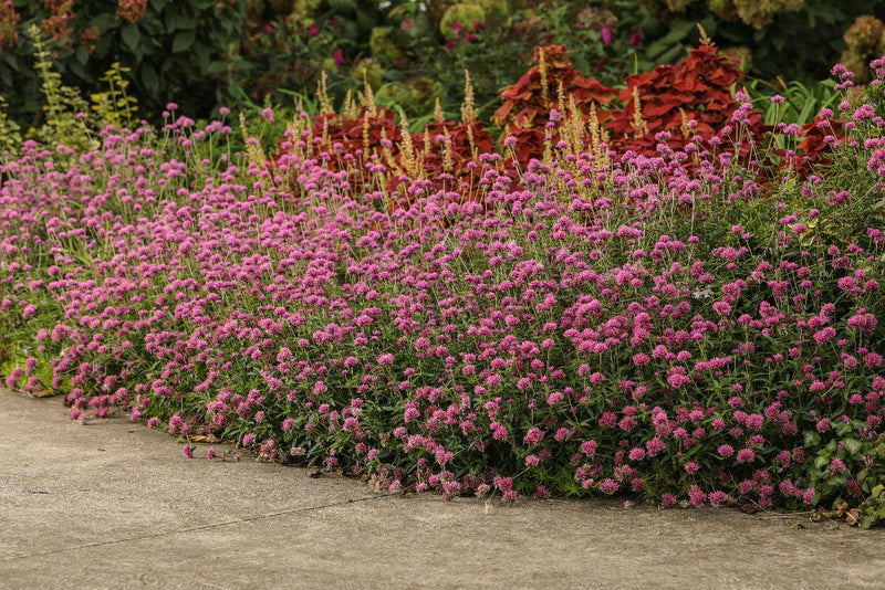 Proven Winners® Annual Plants|Gomphrena - Truffula Pink Globe Amaranth 3