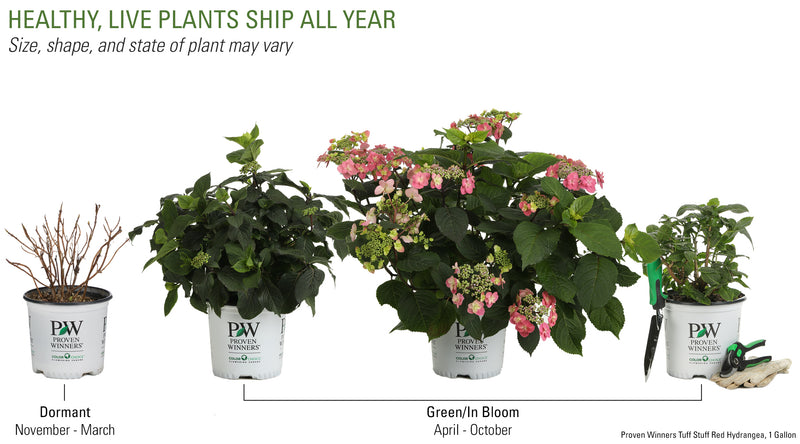 Proven Winners® Shrub Plants|Serrata - Tuff Stuff Red Mountain Hydrangea 3