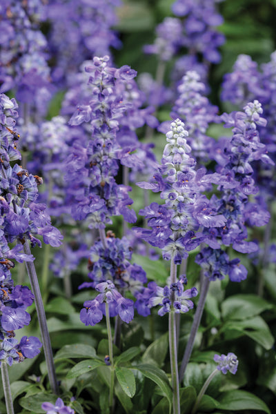Proven Winners® Annual Plants|Salvia - Unplugged So Blue 1