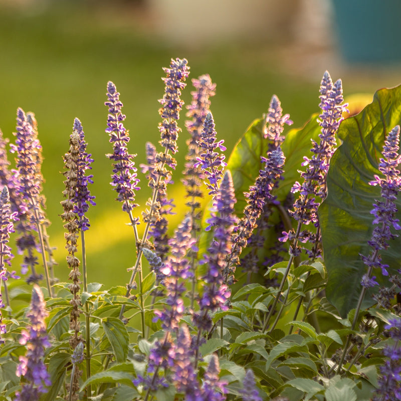 Proven Winners® Annual Plants|Salvia - Unplugged So Blue 2