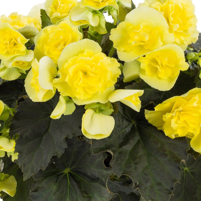 Solenia® Yellow (Begonia) - New Proven Winners® Variety 2024