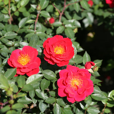 Proven Winners® Shrub Plants|Rosa - Oso Easy Urban Legend Rose 1