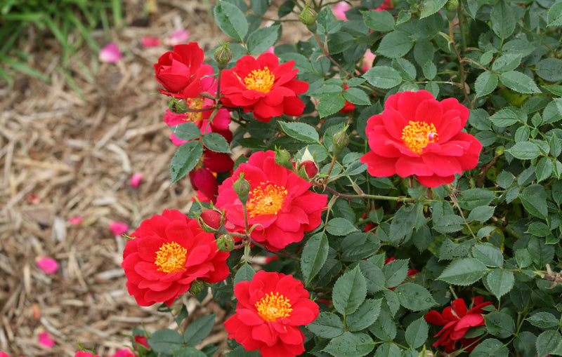 Proven Winners® Shrub Plants|Rosa - Oso Easy Urban Legend Rose 3