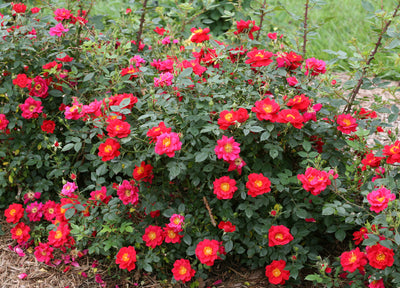 Proven Winners® Shrub Plants|Rosa - Oso Easy Urban Legend Rose 4
