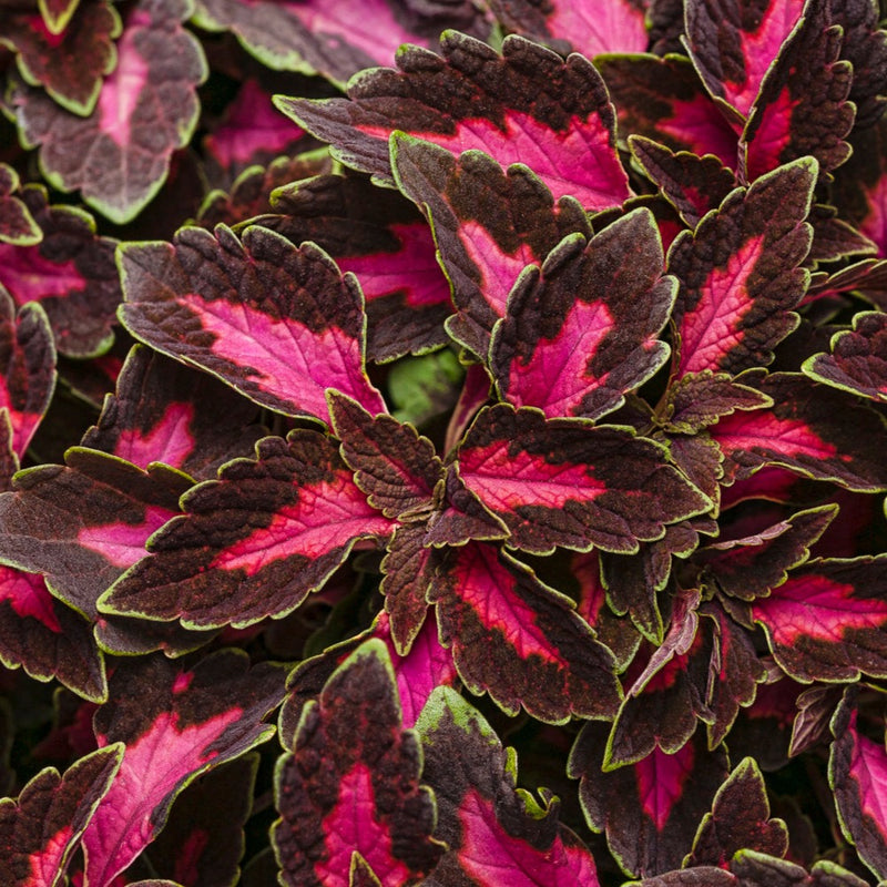 Proven Winners® Annual Plants|Solenostemon - ColorBlaze Velveteen Coleus 1