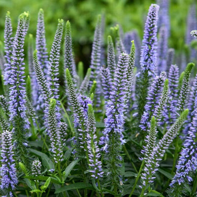 Magic Show® 'Ever After' Spike Speedwell (Veronica) - New Proven Winners® Variety 2023