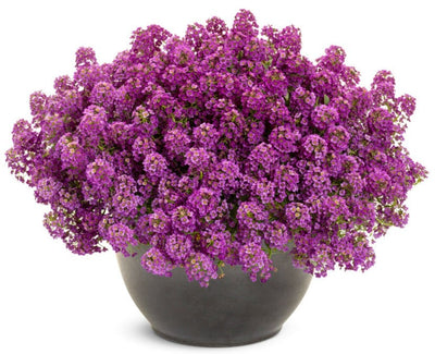 Violet Knight® Sweet Alyssum (Lobularia)
