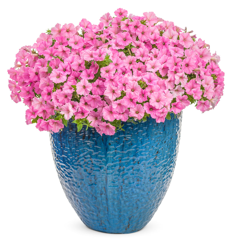 Patio Plants|Petunia - Supertunia Vista Bubblegum Mono Hanging Basket 3