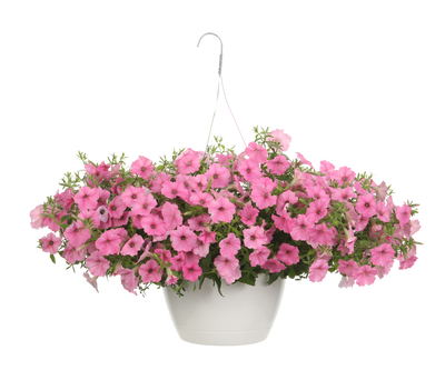 Supertunia® Vista Bubblegum™ (Petunia) Mono Hanging Basket