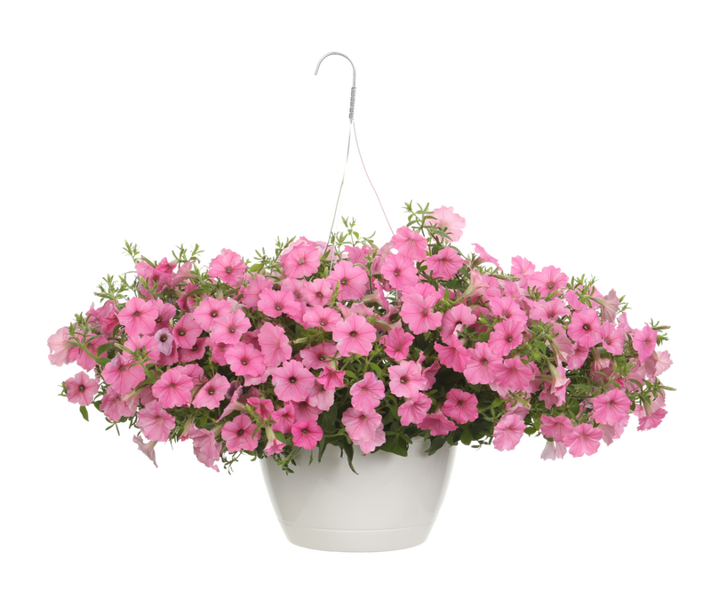 Supertunia® Vista Bubblegum™ (Petunia) Mono Hanging Basket