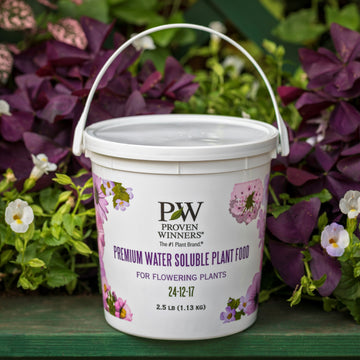 Smooth Hydrangea | Invincibelle® Ruby | Proven Winners® Shrubs – Proven ...
