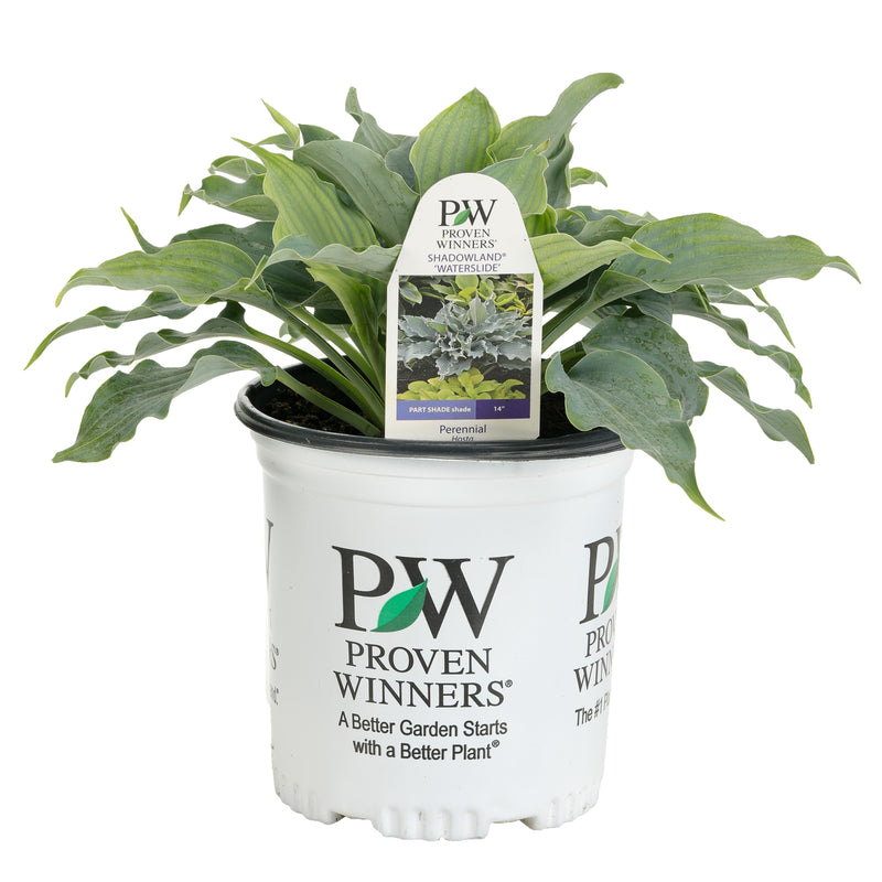 Proven Winners® Perennial Plants|Hosta - Shadowland Waterslide 4