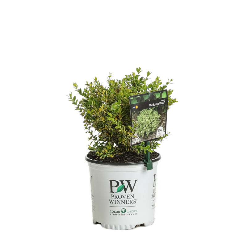 Proven Winners® Shrub Plants|Buxus - Wedding Ring Boxwood 4
