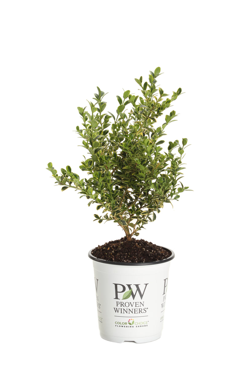 Proven Winners® Shrub Plants|Buxus - Wedding Ring Boxwood 5