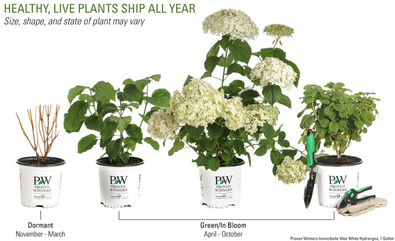 Shrub Plants|Arborescens - Invincibelle Wee White Smooth Hydrangea 5