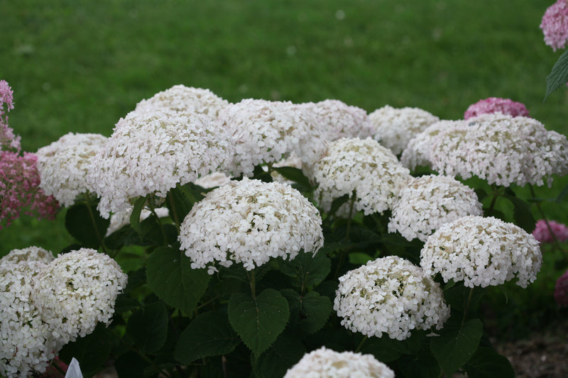 Shrub Plants|Arborescens - Invincibelle Wee White Smooth Hydrangea 1