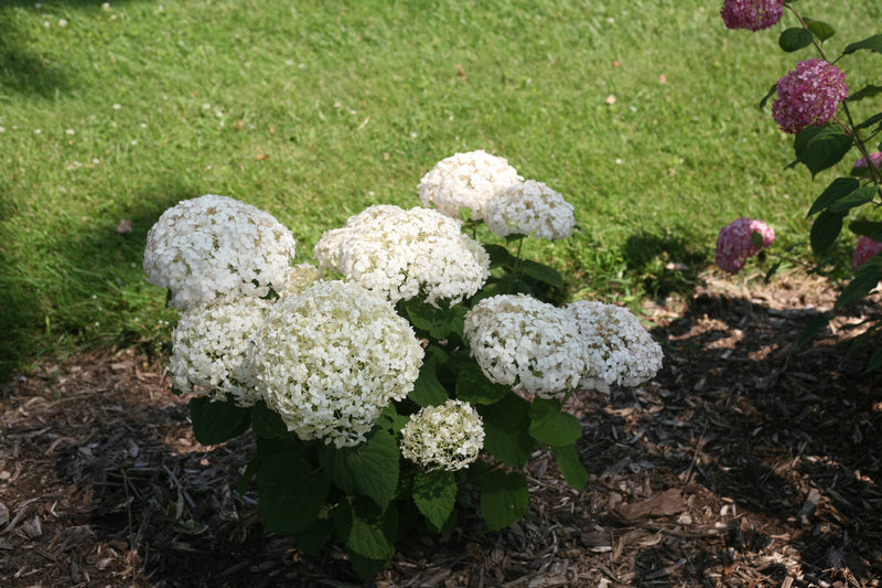 Shrub Plants|Arborescens - Invincibelle Wee White Smooth Hydrangea 4