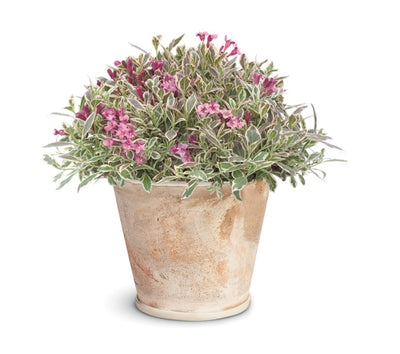 Proven Winners® Shrub Plants|Weigela - My Monet Purple Effect  4