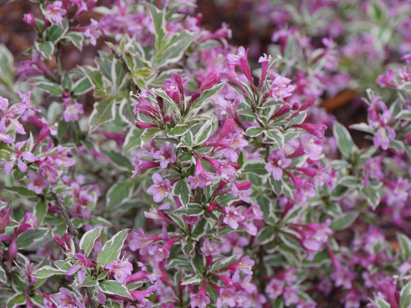 Proven Winners® Shrub Plants|Weigela - My Monet Purple Effect  1