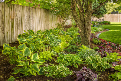 Proven Winners® Perennial Plants|Hosta - Shadowland 'Wheee!' 5