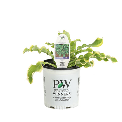 Proven Winners® Perennial Plants|Hosta - Shadowland 'Wheee!' 4