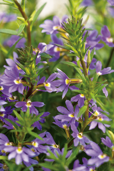Proven Winners® Annual Plants|Scaevola - Whirlwind Blue Fan Flower 1