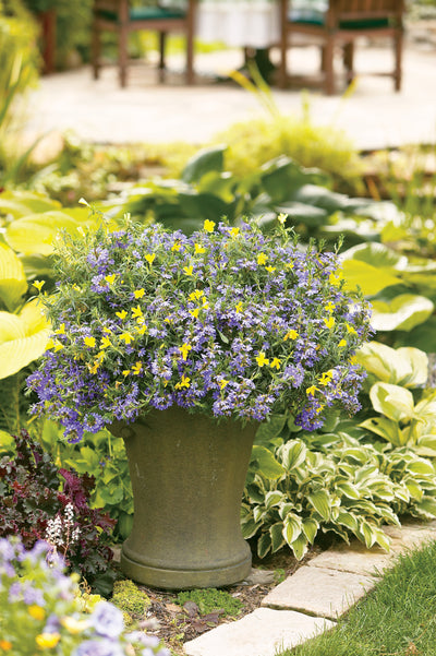 Proven Winners® Annual Plants|Scaevola - Whirlwind Blue Fan Flower 3