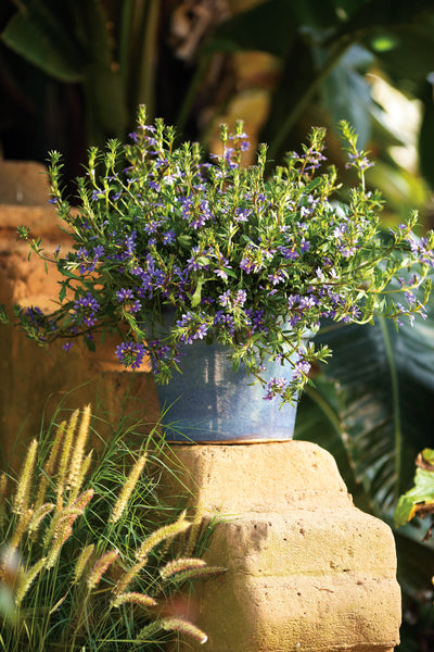 Proven Winners® Annual Plants|Scaevola - Whirlwind Blue Fan Flower 5