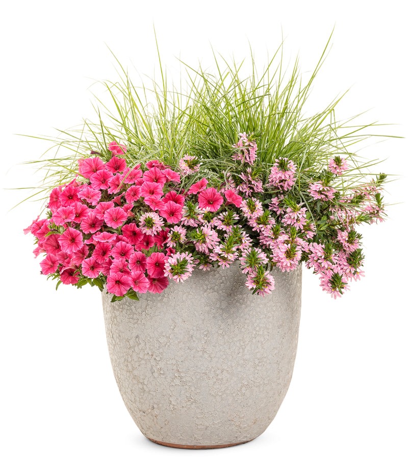 Proven Winners® Annual Plants|Scaevola - Whirlwind Pink Fan Flower 2