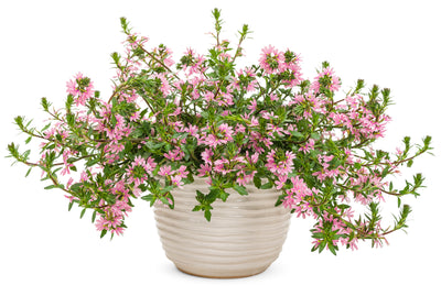 Proven Winners® Annual Plants|Scaevola - Whirlwind Pink Fan Flower 4
