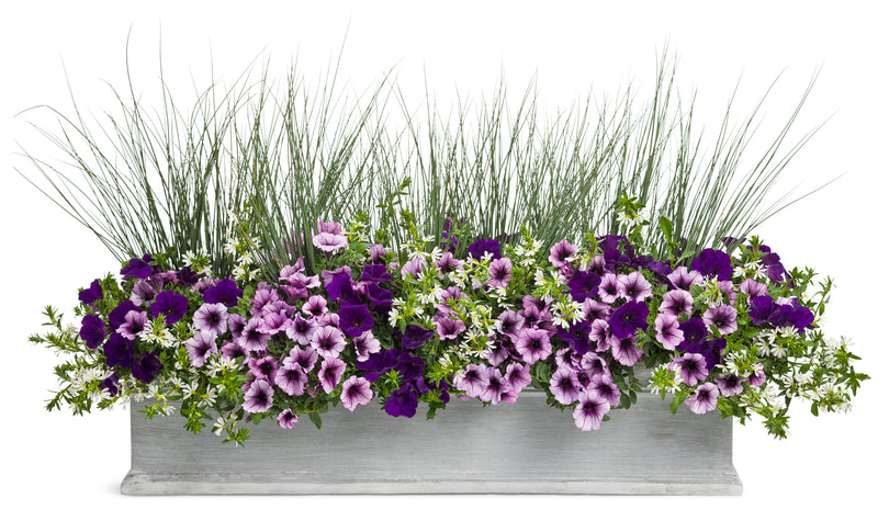 Proven Winners® Annual Plants|Scaevola - Whirlwind White Fan Flower 4