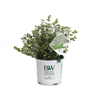 Proven Winners® Shrub Plants|Euonymus - White Album Wintercreeper 4