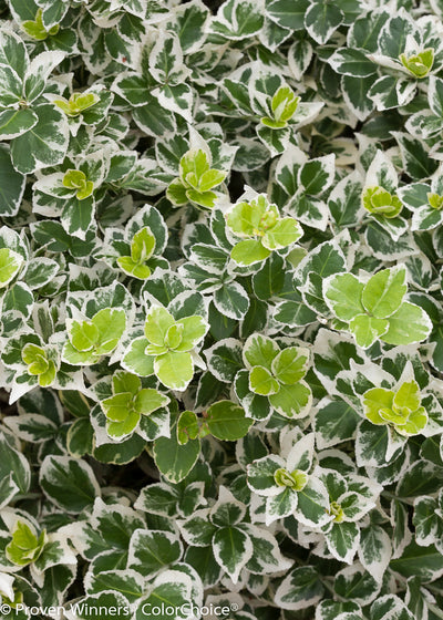 Proven Winners® Shrub Plants|Euonymus - White Album Wintercreeper 1