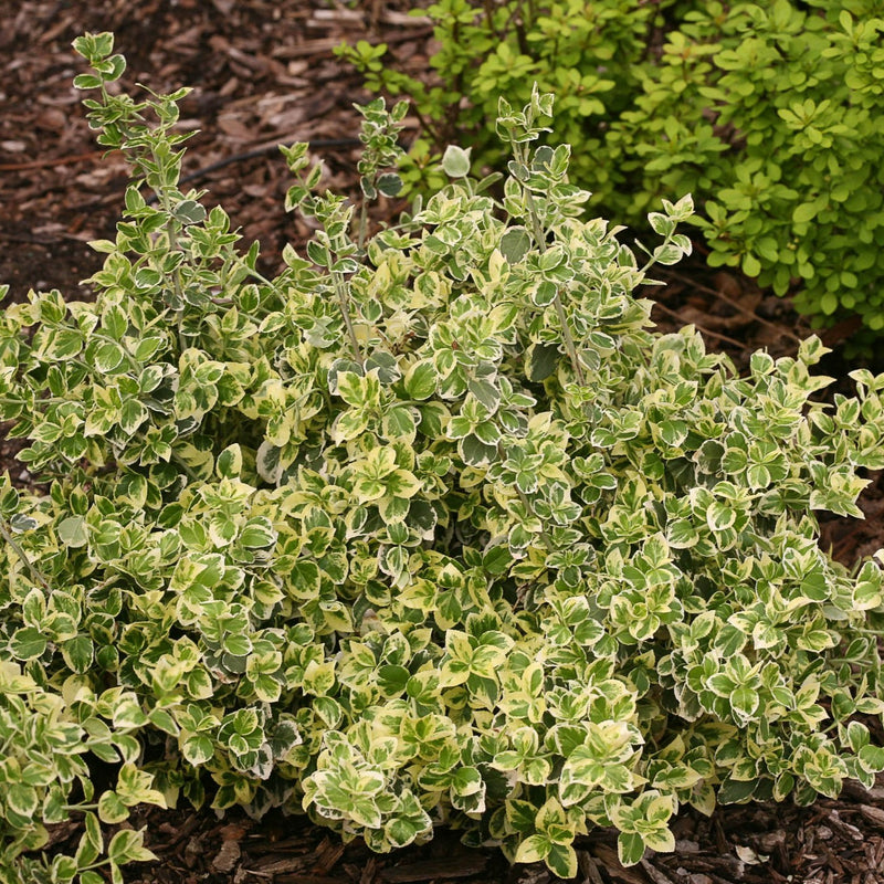 Proven Winners® Shrub Plants|Euonymus - White Album Wintercreeper 2