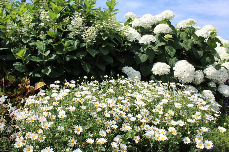 Annual Plants|Argyranthemum - Pure White Butterfly Marguerite Daisy  2