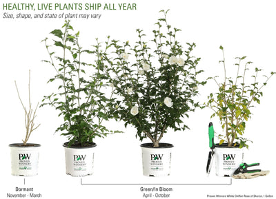 Proven Winners® Shrub Plants|Hibiscus - White Chiffon Rose of Sharon 4