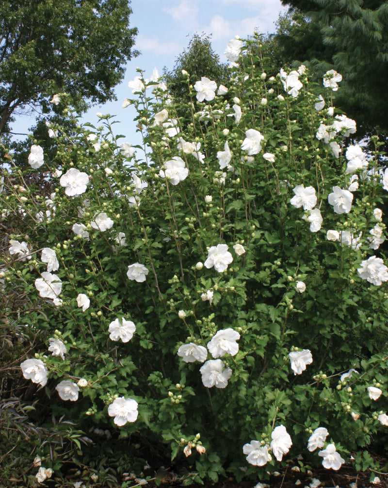 Proven Winners® Shrub Plants|Hibiscus - White Chiffon Rose of Sharon 3