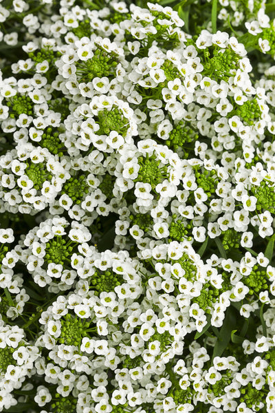 Proven Winners® Annual Plants|Lobularia - White Knight Sweet Alyssum 1