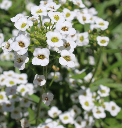 Proven Winners® Annual Plants|Lobularia - White Knight Sweet Alyssum 3
