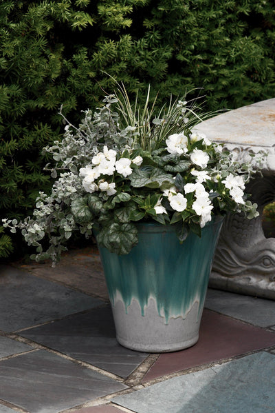 Proven Winners® Annual Plants|Helichrysum - White Licorice 2
