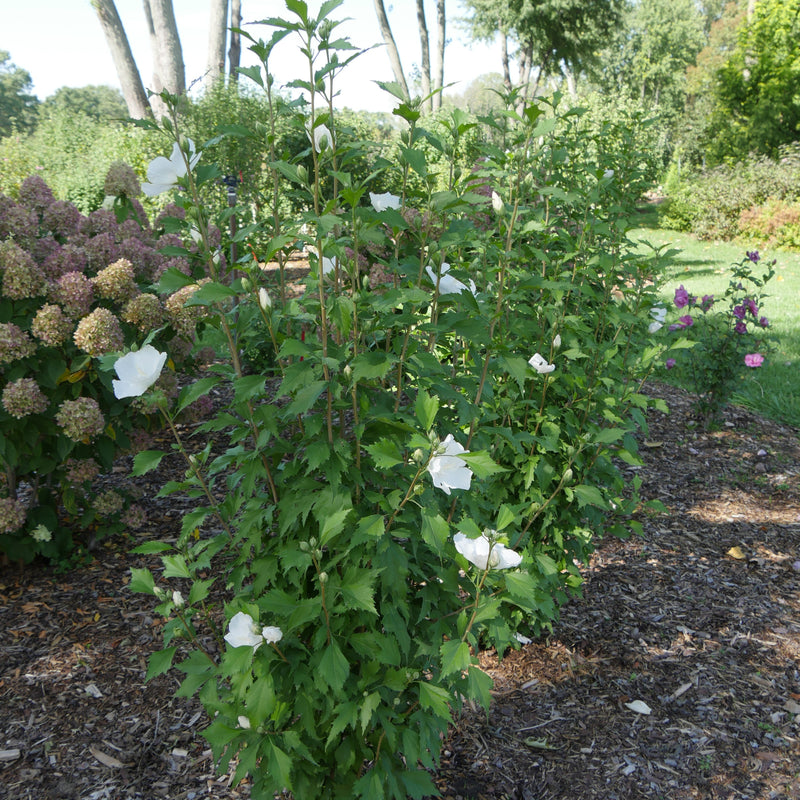 Proven Winners® Shrub Plants|Hibiscus - White Pillar Rose of Sharon 1