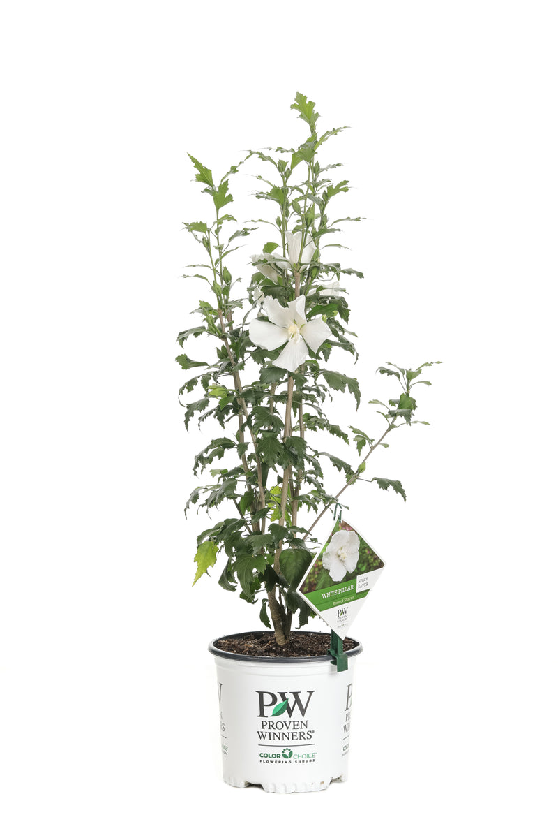 Proven Winners® Shrub Plants|Hibiscus - White Pillar Rose of Sharon 4