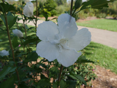 Proven Winners® Shrub Plants|Hibiscus - White Pillar Rose of Sharon 2